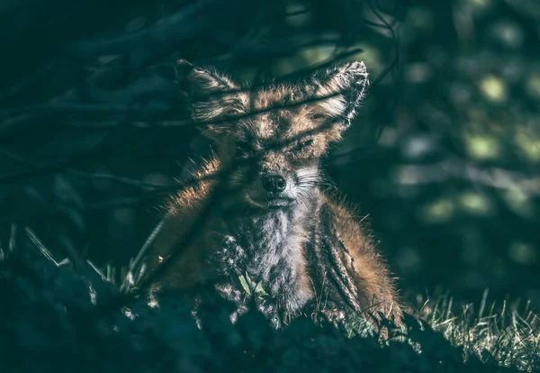 Closeup Shot Fox Looking Grass — Stock Photo, Image