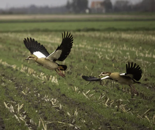 Над Полем Летять Дві Єгипетські Гуси Нідерланди — стокове фото