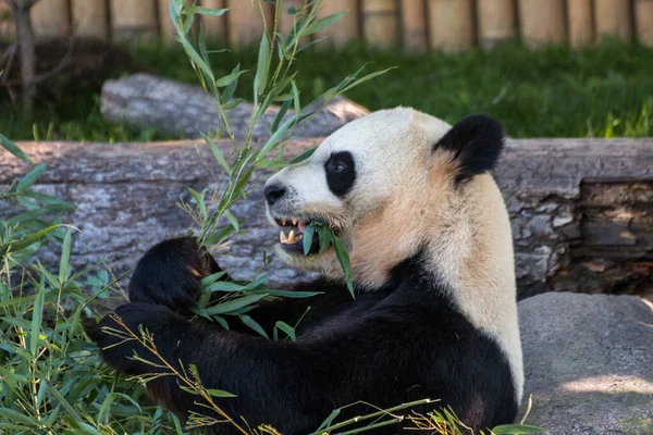 Giant Panda Eating Grass Zoo Sunny Day — 图库照片