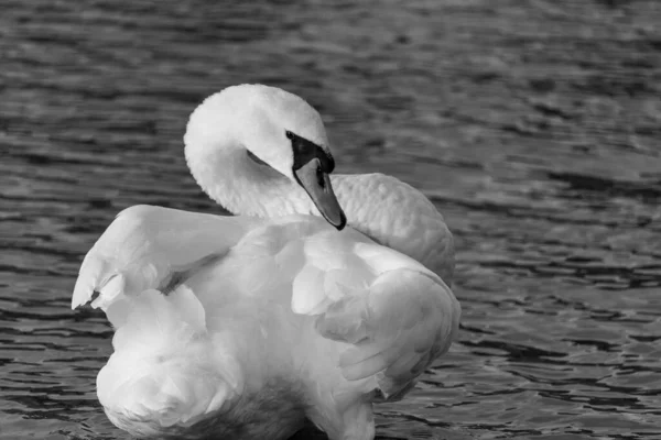 Primer Plano Cisne Blanco Lago — Foto de Stock