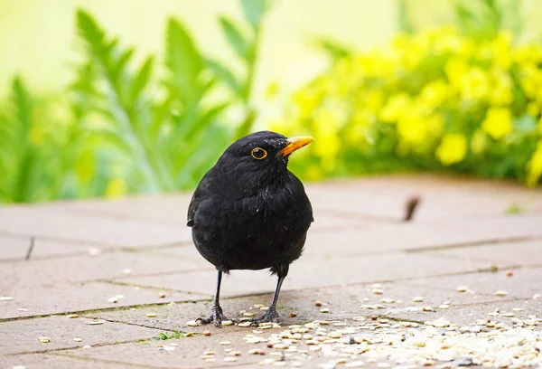 Closeup Shot Blackbird Eating Seeds Terrace Garden — Stock Fotó