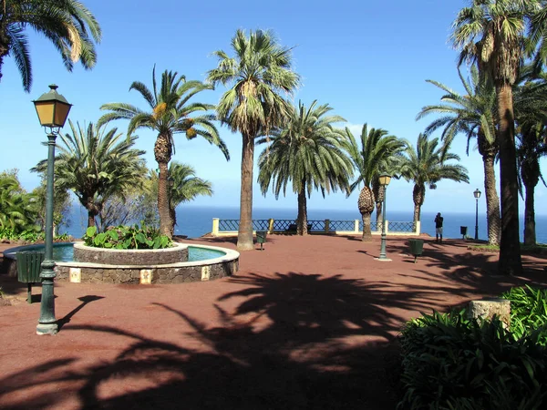 Beautiful Palm Trees Blue Sky Waterfront Puerto Cruz Sunny Day — Zdjęcie stockowe