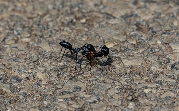 Closeup Shot Two Ants Flower Garden Day — Fotografia de Stock