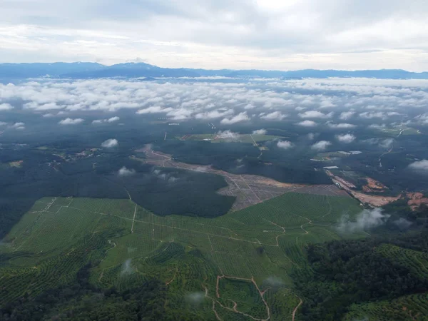 Aerial Shot Morning Raincloud Oil Palm Plantation Malaysia — Stock Photo, Image