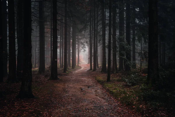 Ландшафт Баварської Лісової Стежки Осіннього Вечора Баварія Німеччина — стокове фото