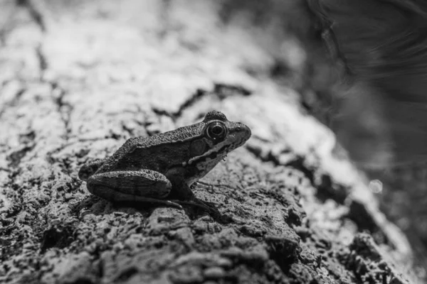 Grayscale Frog River Bank — Zdjęcie stockowe