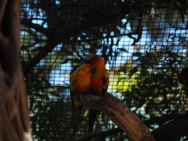 Casal Papagaios Árvore — Fotografia de Stock