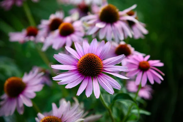 Closeup Beautiful Purple Coneflowers Garden — Fotografia de Stock
