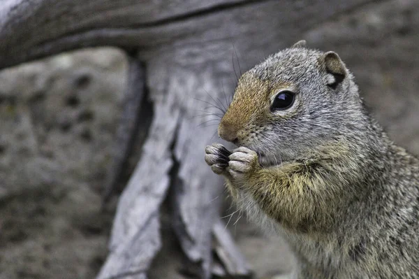 Soft Focus Squirrel Wild — Fotografia de Stock