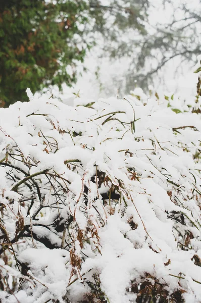 Piante Invernali Alberi Ricoperti Neve — Foto Stock