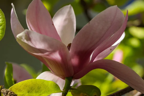 Gros Plan Une Fleur Magnolia Yulan Par Une Journée Ensoleillée — Photo