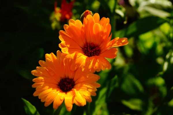 Цветы Календулы Светятся Солнце После Дождя Беглец Сада Обочине Красивые — стоковое фото