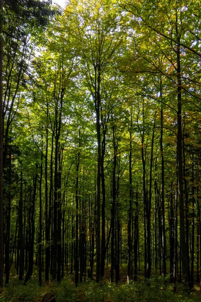 Beautiful Shot Deciduous Forest — Stockfoto