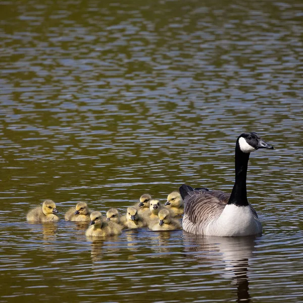 Scenic View Duck Swimming Its Offspring Lake — Foto de Stock