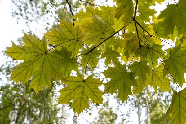 森の中の枝に紅葉の低角度ビュー — ストック写真