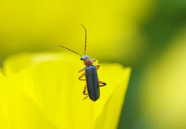 Een Macro Shot Van Een Donkere Zachte Kever Met Lange — Stockfoto