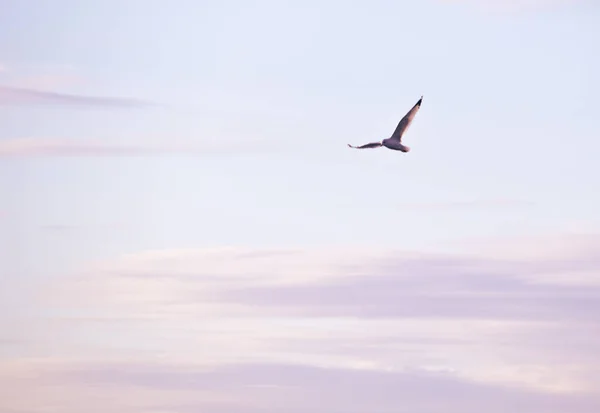 Scenic View Seagull Flying Sunset Background — Stok fotoğraf