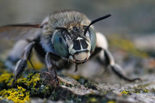 Detailed Facial Closeup Blue Banded Bee Amegilla Albigena Gard France — ストック写真