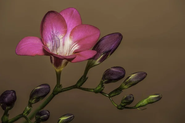 Closeup Pink Freesia Genus Herbaceous Perennial Flowering Plants Family Iridaceae — Φωτογραφία Αρχείου