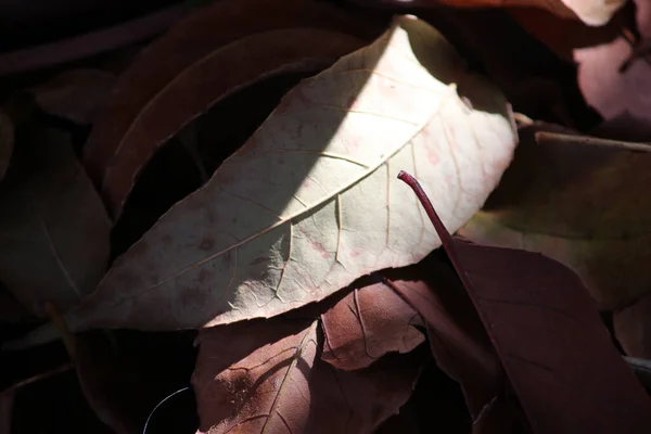 Closeup Shot Sun Shining Pile Dry Leaves — Fotografia de Stock