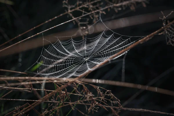 Closeup Spiderweb Branches — Zdjęcie stockowe