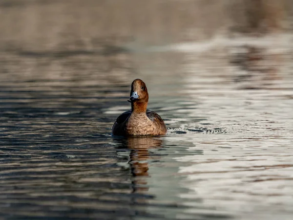 Une Belle Vue Sur Pénélope Eurasienne Wigeon Mareca Nageant Dans — Photo