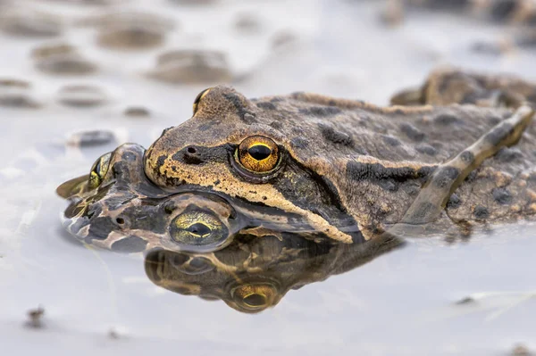 Couple Mating Toads Swamp — Stockfoto