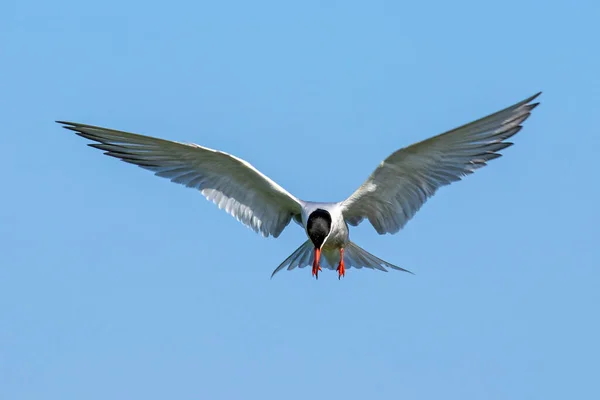 Hunting Common Tern Sterna Hirundo Hovering Water Blue Sky — Fotografia de Stock