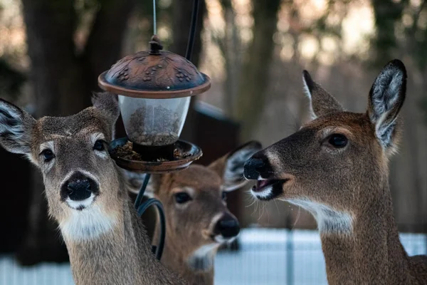 外面雪地里 在一个挂着的喂食机旁边的鹿儿 — 图库照片