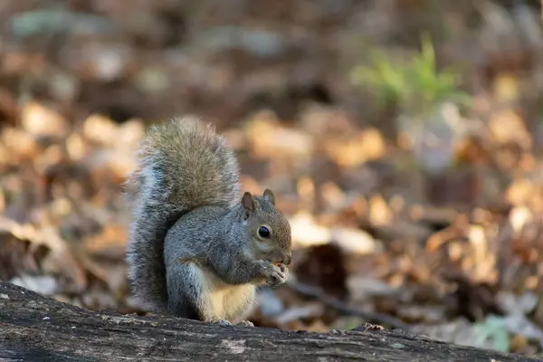 公园里一只可爱的松鼠的特写镜头 — 图库照片