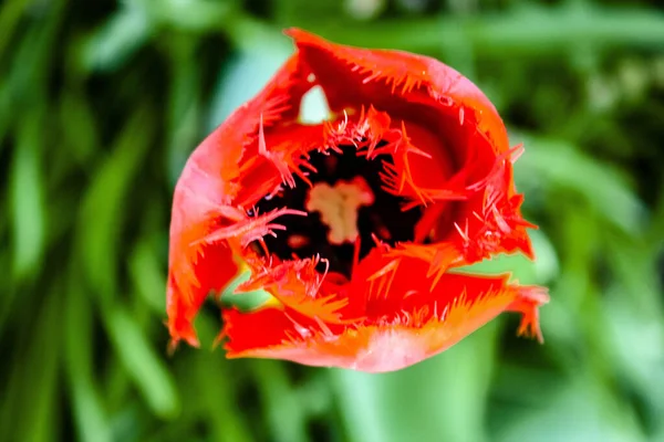 開いた花弁を持つ鮮やかな赤いチューリップの閉鎖 — ストック写真