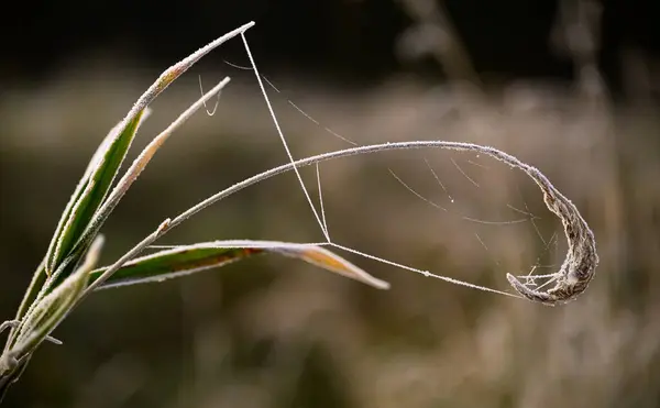 Closeup Spiderweb Plant Blurred Background — Stock Fotó