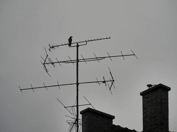 Bird Antenna Heavy Raining — 图库照片
