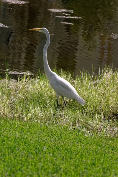 Vertical Shot Great White Egret Field — Zdjęcie stockowe