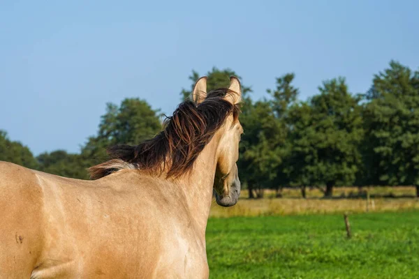 Close Shot Beautiful Kwpn Horse Dutch Field Stallion Years Old — Stock Photo, Image