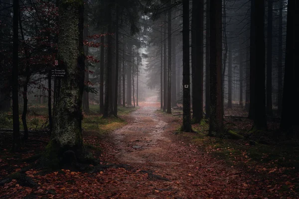 Beautiful View Autumn Forest Path Evening Bavaria Germany — Fotografia de Stock