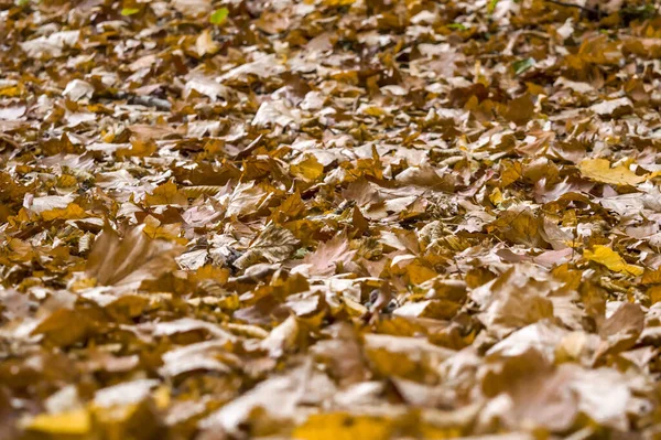 Zicht Droge Gevallen Bladeren Grond Het Bos — Stockfoto