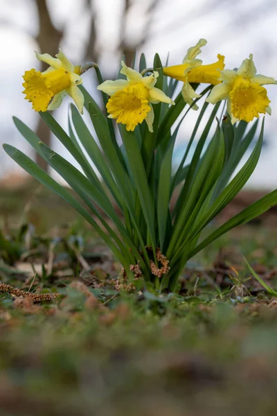 Closeup Shot Yellow Narcissus — стоковое фото
