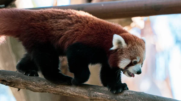 Panda Rojo Jugando Las Ramas Kırmızı Panda Dallarda Oynuyor — Stok fotoğraf
