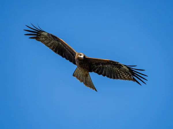 Scenic View Black Eared Kite Milvus Migrans Lineatus Hovering Sky — 스톡 사진