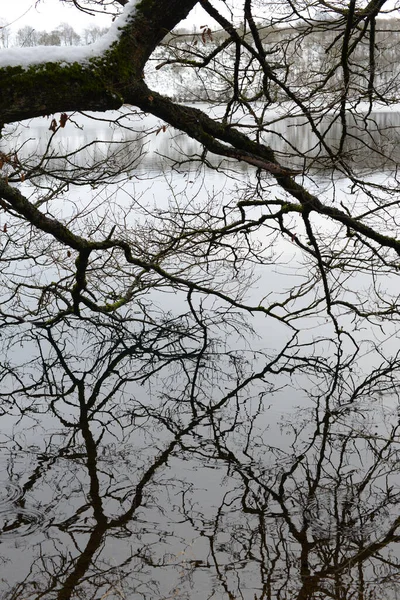 Vertical Shot Reflection Tree Branches Leaves Water Cloudy Day — стоковое фото