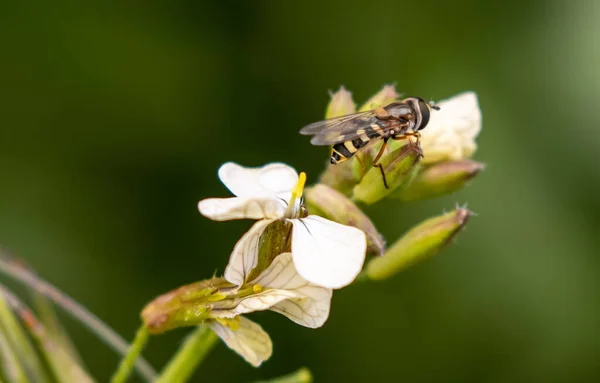 Closeup Shot Bug Flower Garden Day — 图库照片