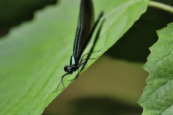 Soft Focus Clack Damselfly Green Leaf Garden — Stock Photo, Image