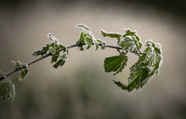 Closeup Branch Green Leaves Covered Frost — стоковое фото