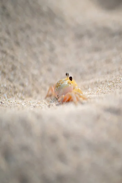Vertical Shot Crab Sand — Fotografia de Stock