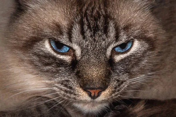 Closeup Shot Gray Angry Cat Blue Eyes — Fotografia de Stock