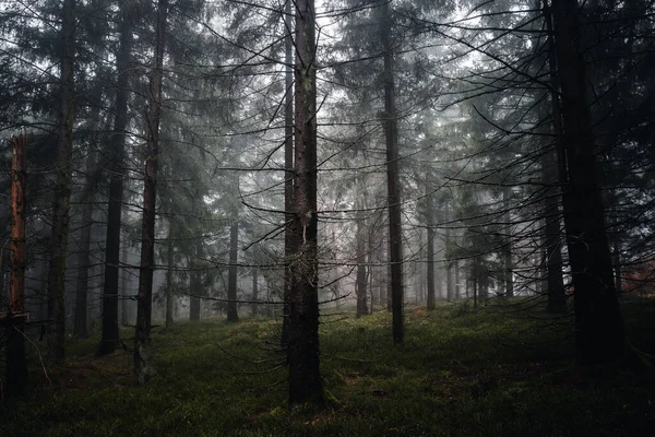 Landscape View Bavarian Forest Fog Evening Autumn Bavarian Germany — стоковое фото