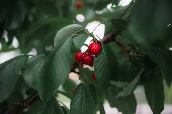 Closeup Cherries Branches Covered Raindrops Garden Blurry Background — Stock fotografie