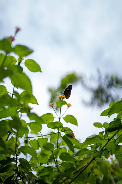 Çiçek Açan Bir Bitkinin Üzerinde Oturan Küçük Bir Kelebeğin Dikey — Stok fotoğraf