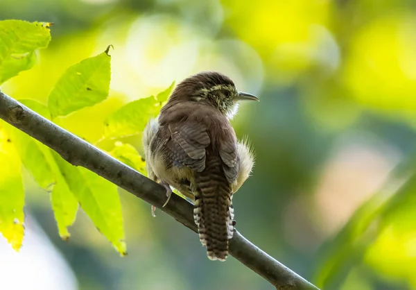 Nahaufnahme Eines Kleinen Vogels Der Auf Einem Ast Sitzt — Stockfoto
